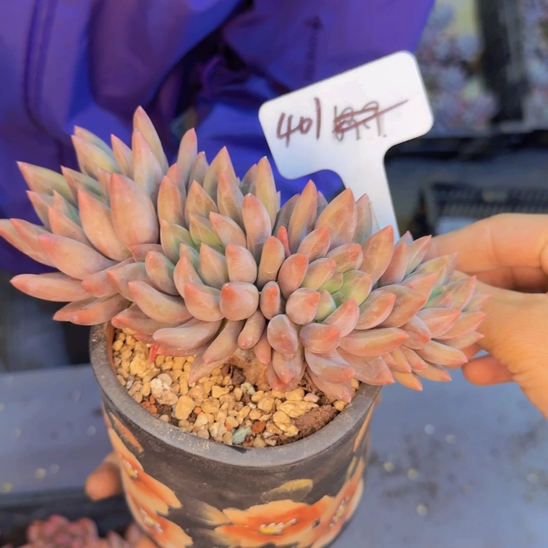 多肉植物和植物等