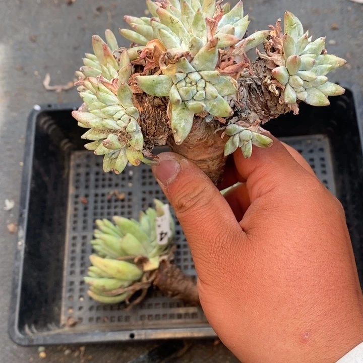 4140哈哈哈哈哈哈哈哈哈哈