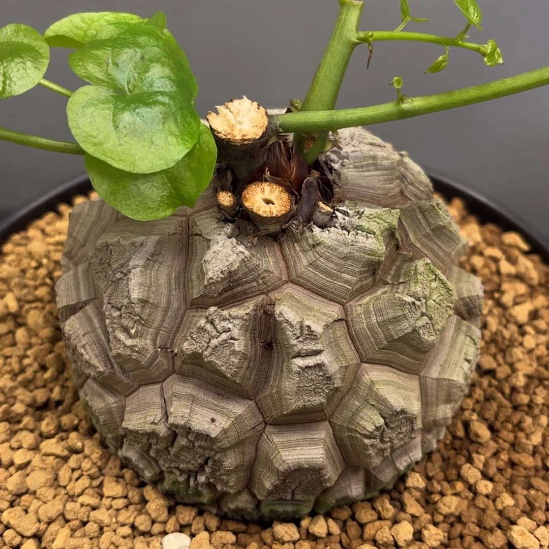 2003号龟甲龙带盆包邮不退不换