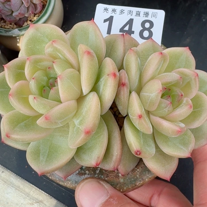 星星珍妮         精控精养多肉植物