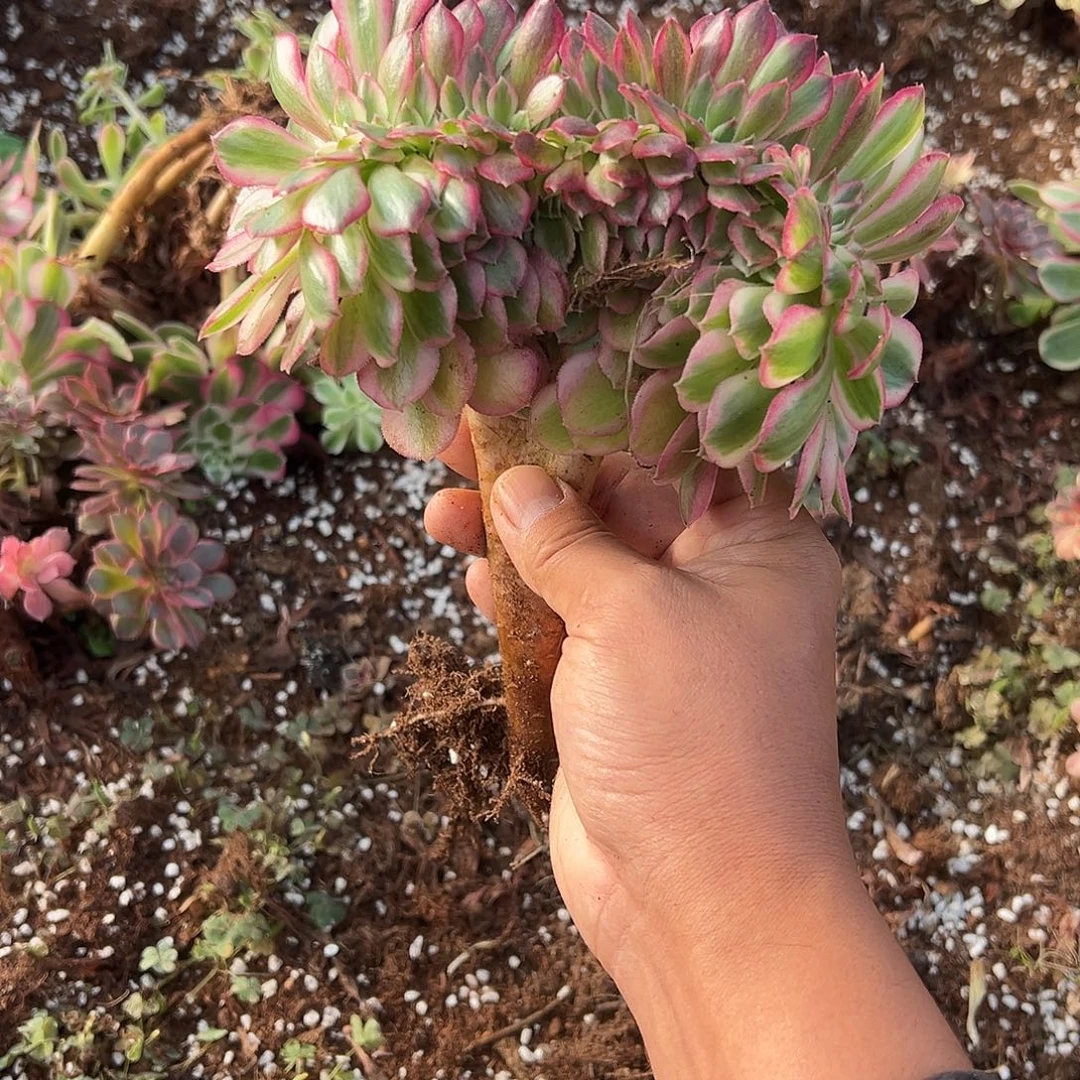 ****y精品多肉植物倾城