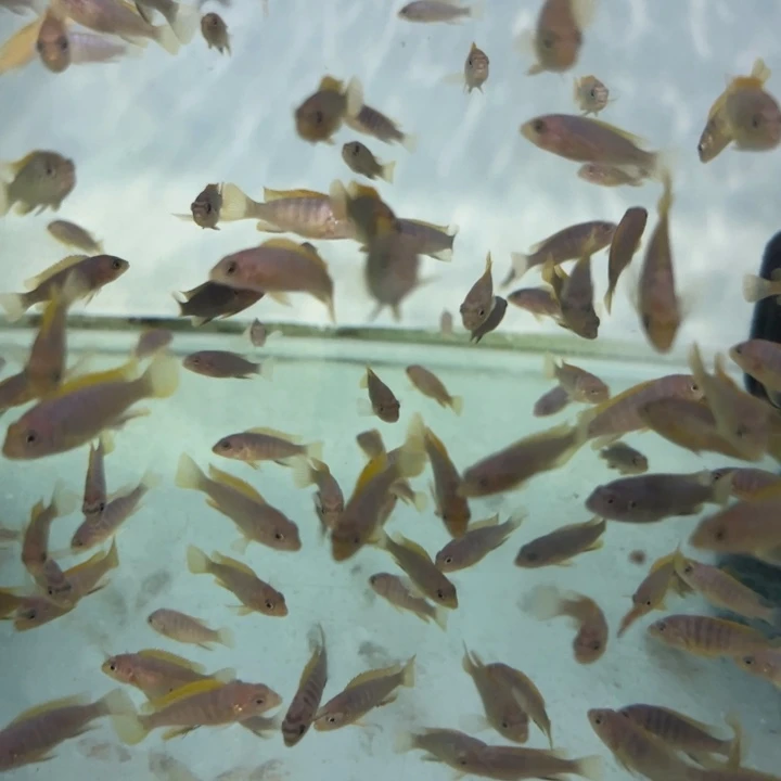 海水鱼三湖慈鲷，热带淡水鱼