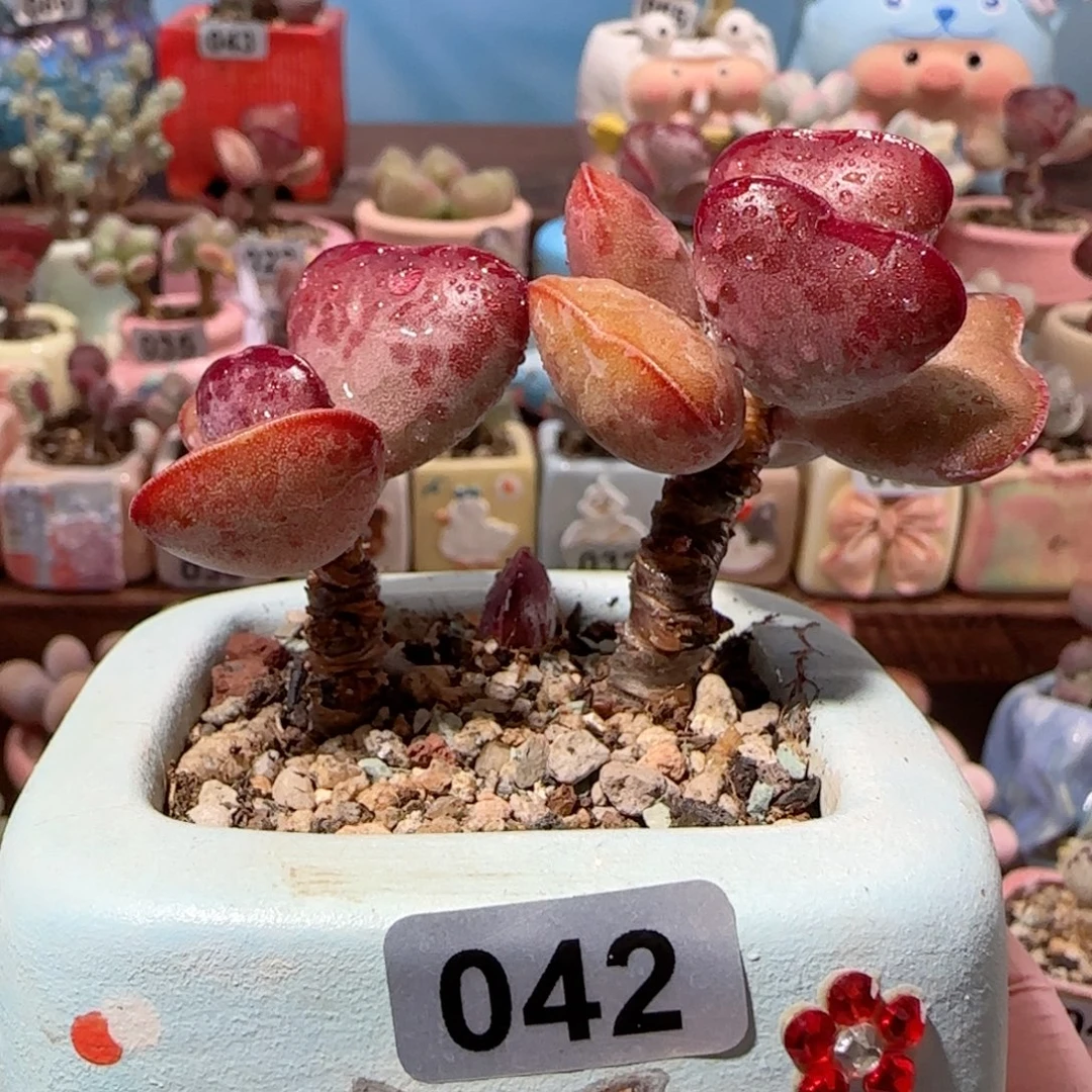 福利老桩爱心 盆口6cm 微瑕