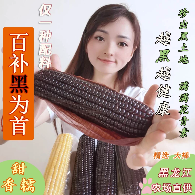 10根6-7斤】东北黑糯玉米黑甜糯新鲜代餐紫玉米真空非转基因花青素