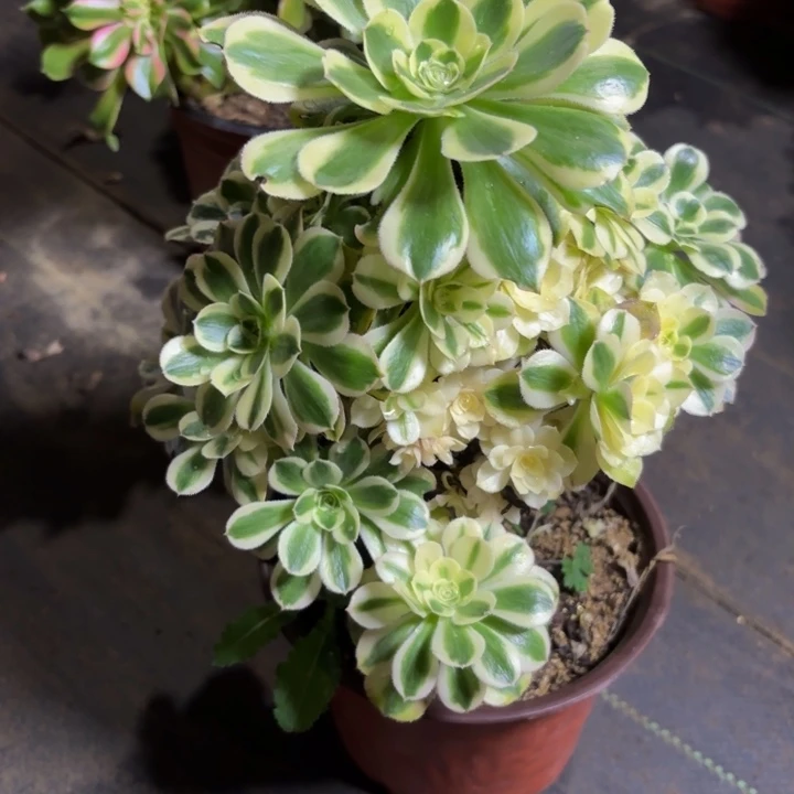 瑞妈，，。。。。642保时捷，