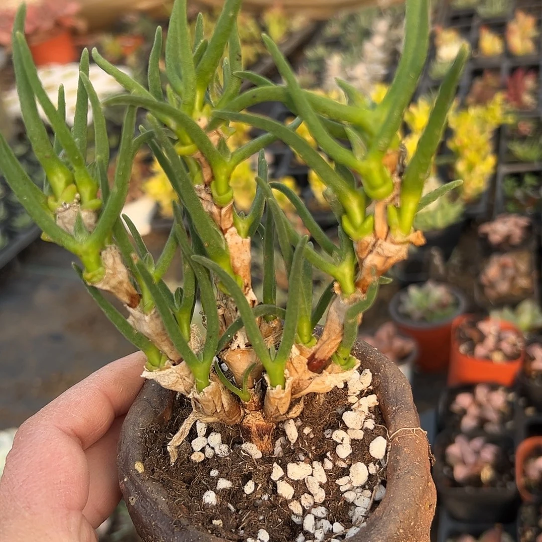 多肉植物碧光环兔子