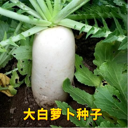 大九斤王白萝卜种子不空心春不老耐高温耐寒四季象牙白萝卜种子