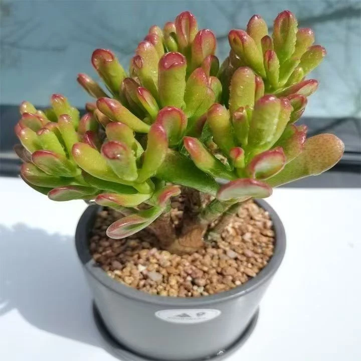 满9.9元包邮 招财猫多肉植物老桩盆栽绿植室内好养易活美化环境