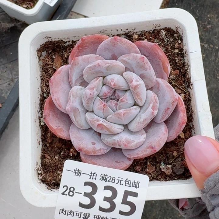 石榴籽无盆土发货多肉多
