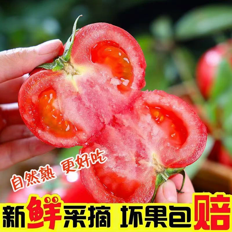 西红柿新鲜沙瓤自然熟番茄蔬菜包邮现摘新鲜到家