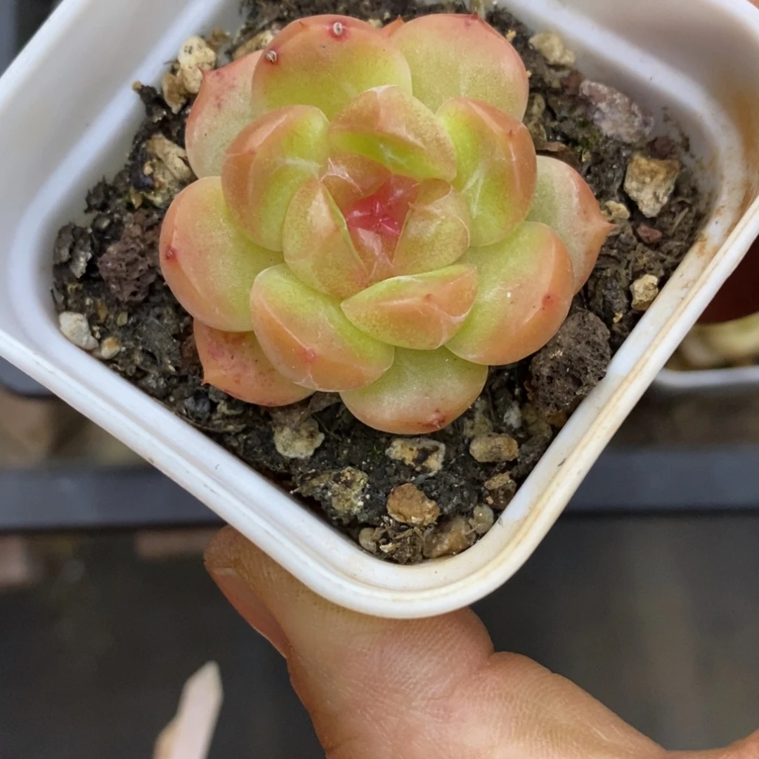 精品多肉一物一拍不包整282