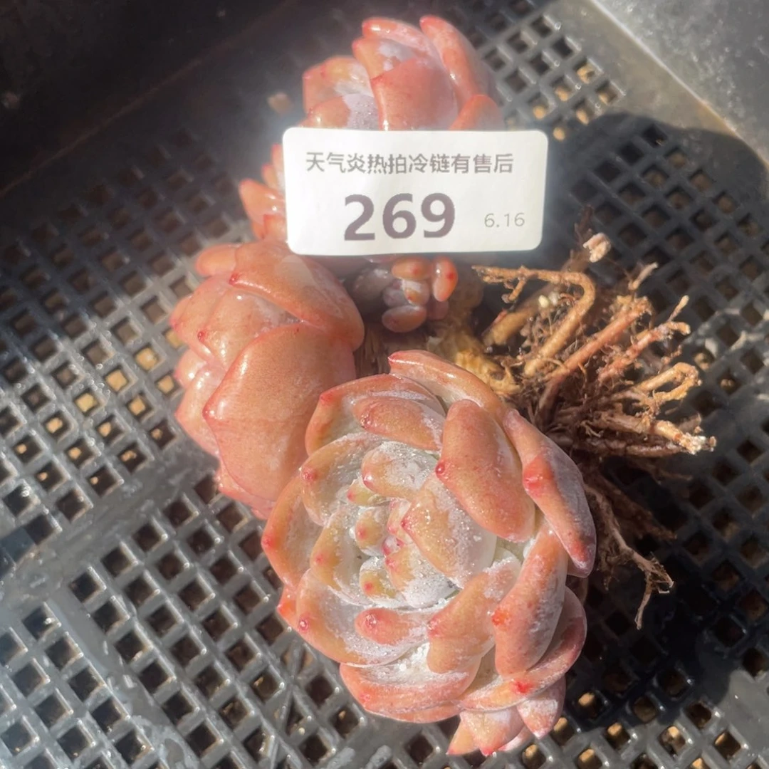 269橙子群生多肉植物老桩