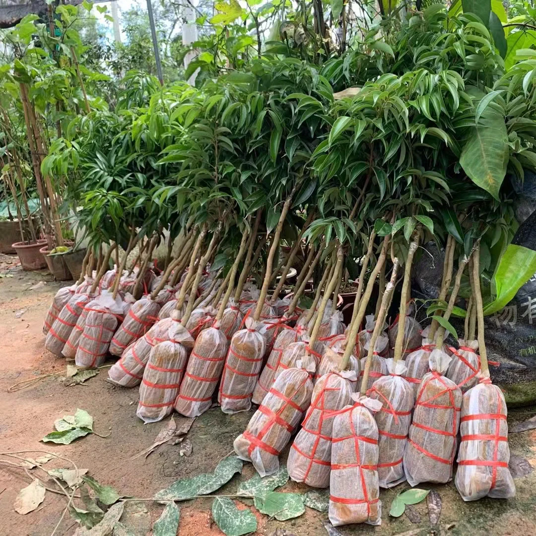 无核荔枝嫁接桂味荔枝树苗盆栽妃子笑白糖罂荔枝王水果苗当年结果