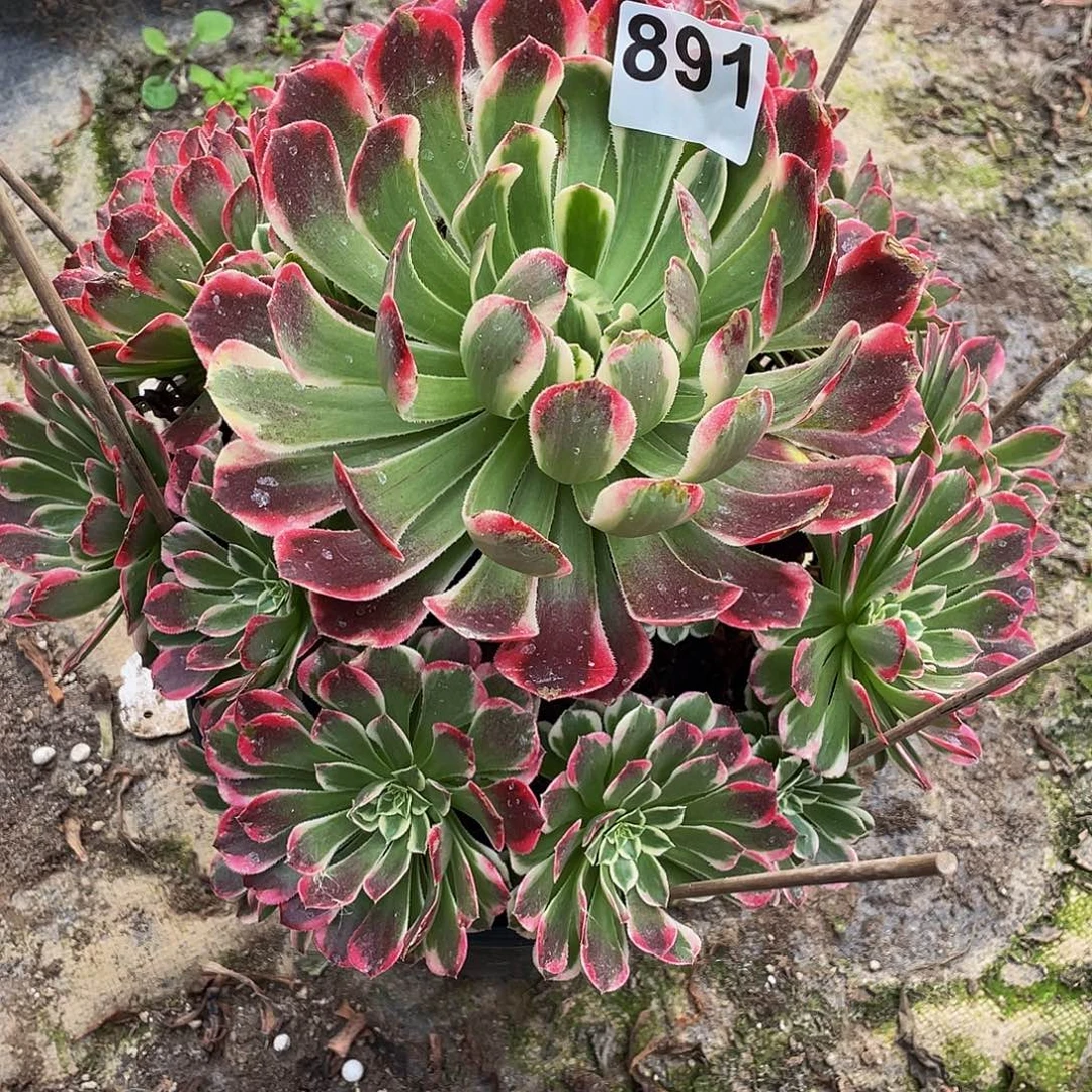 多肉法师891号白玫瑰发货不包损