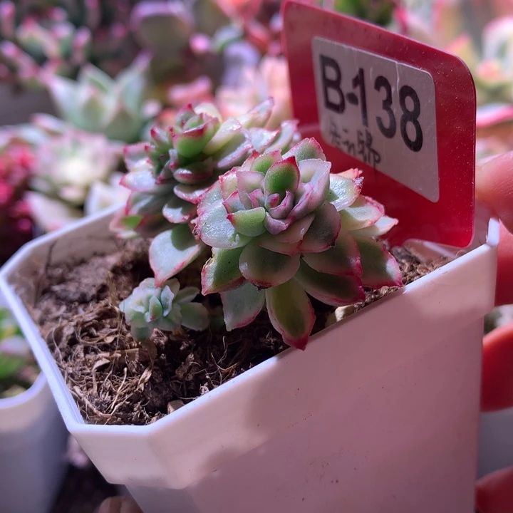 东云锦覆轮有根有根