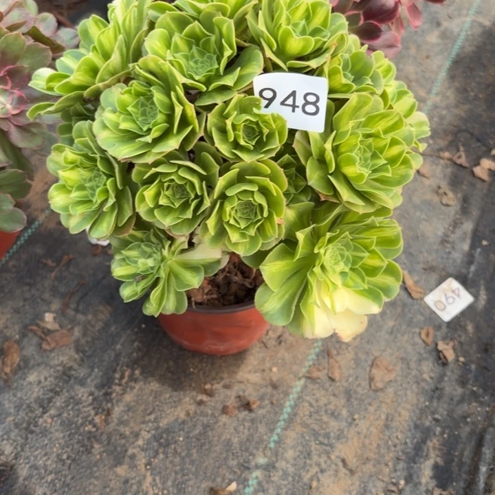 翡翠琉璃多肉植物不包损948