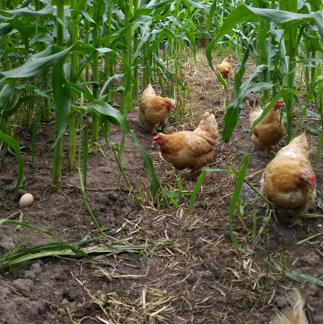 鑫源|新鲜冷冻整只散养2年老母鸡现杀月子鸡
