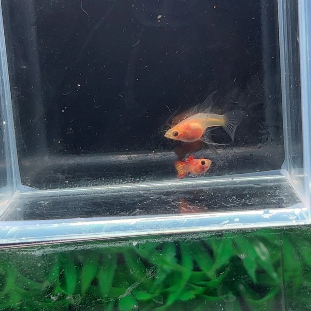 孔雀鱼糖果蕾丝1111111