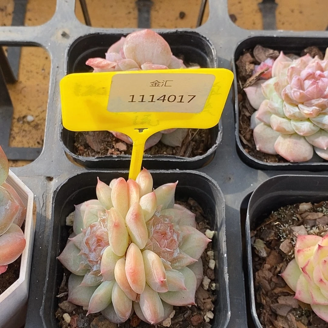 福利多多1114017