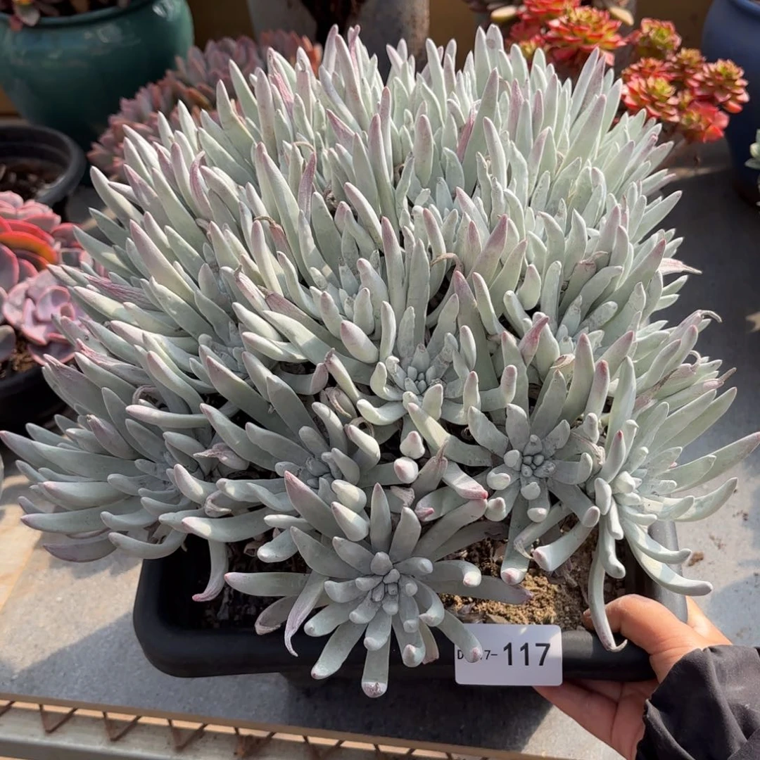 。****。同温层多肉莰蒂斯117