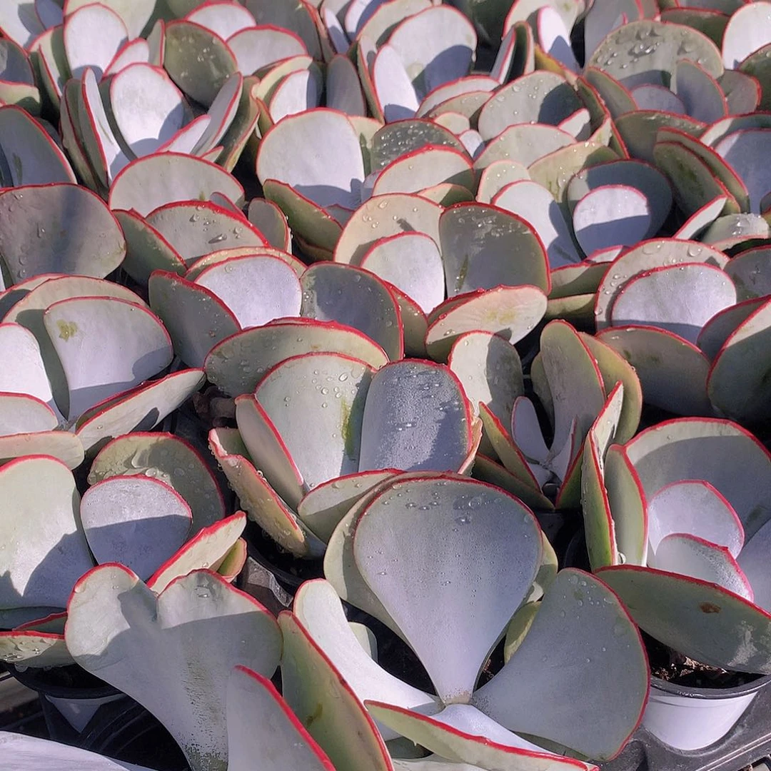 大号白眉45789000000000