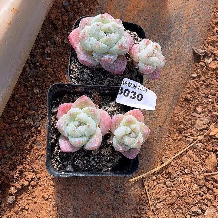 阿雅园艺。      3030两颗