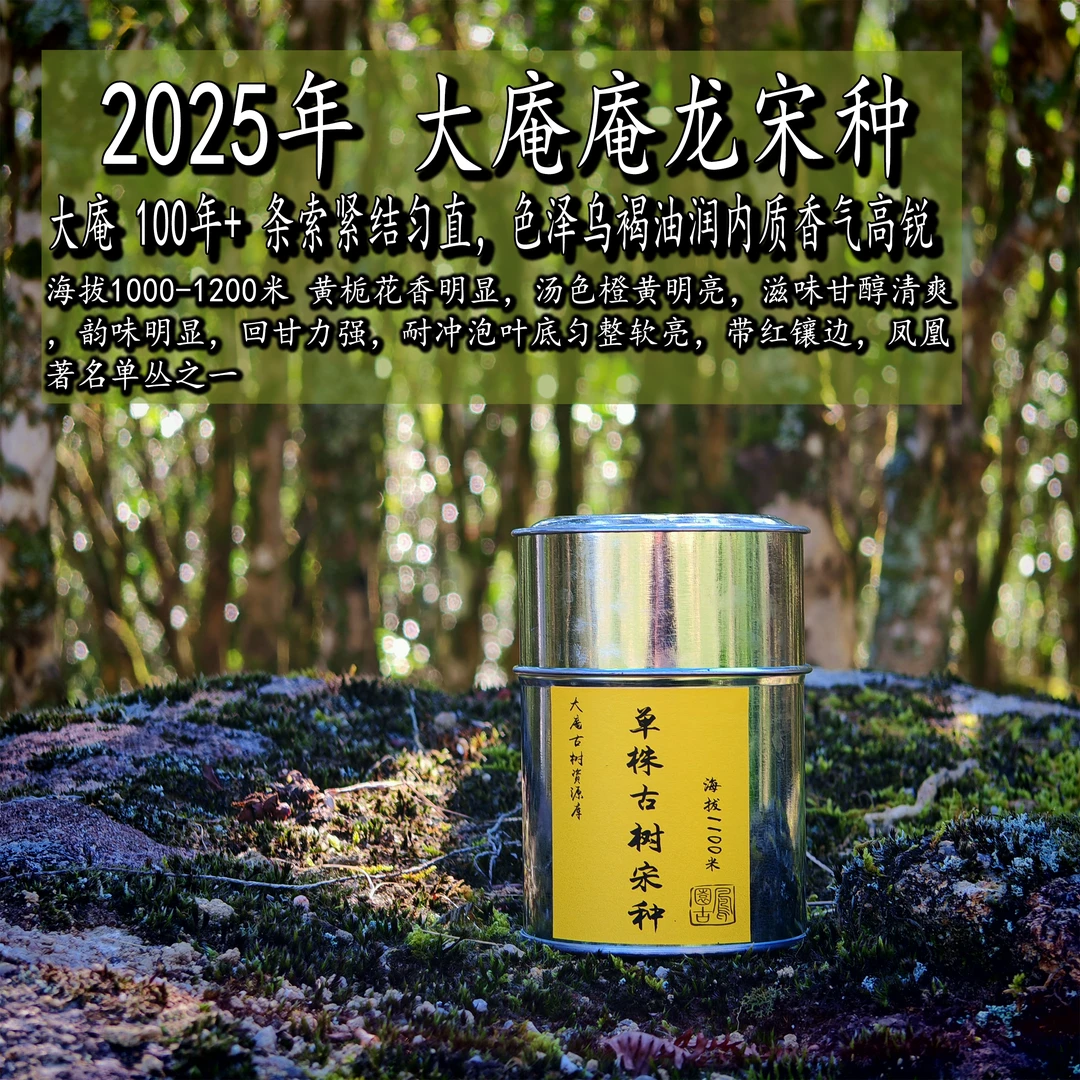 大庵｜老枞宋种 花香入骨 回甘带山韵苔藓感  100年+