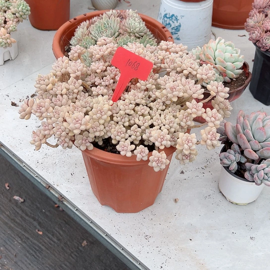 喻*1068丸叶姬秋丽多肉