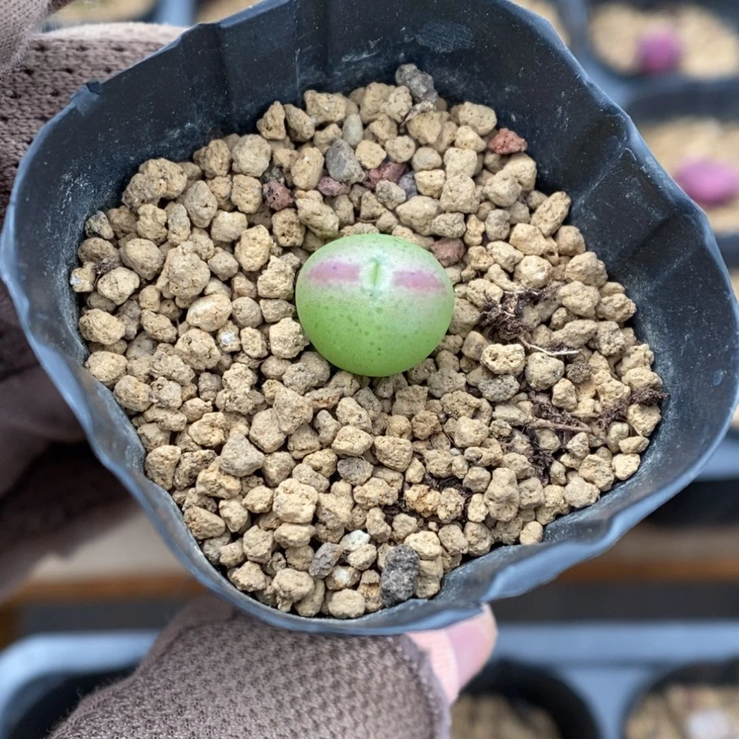 多肉植物肉锥杂交K-3485 下播
