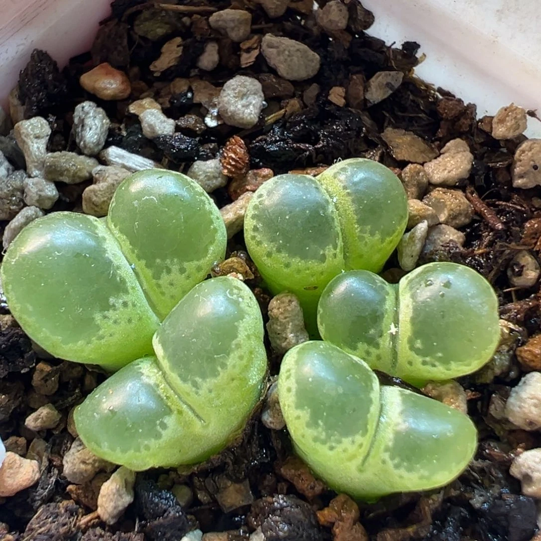 012多肉植物种类多样