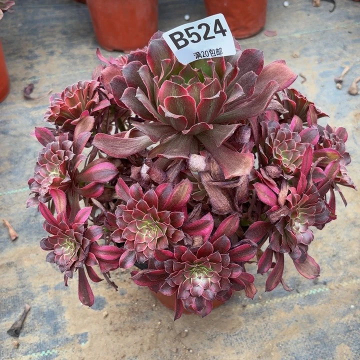 瑞妈多肉园艺，524