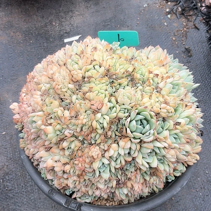 晨语多肉，一物一拍10
