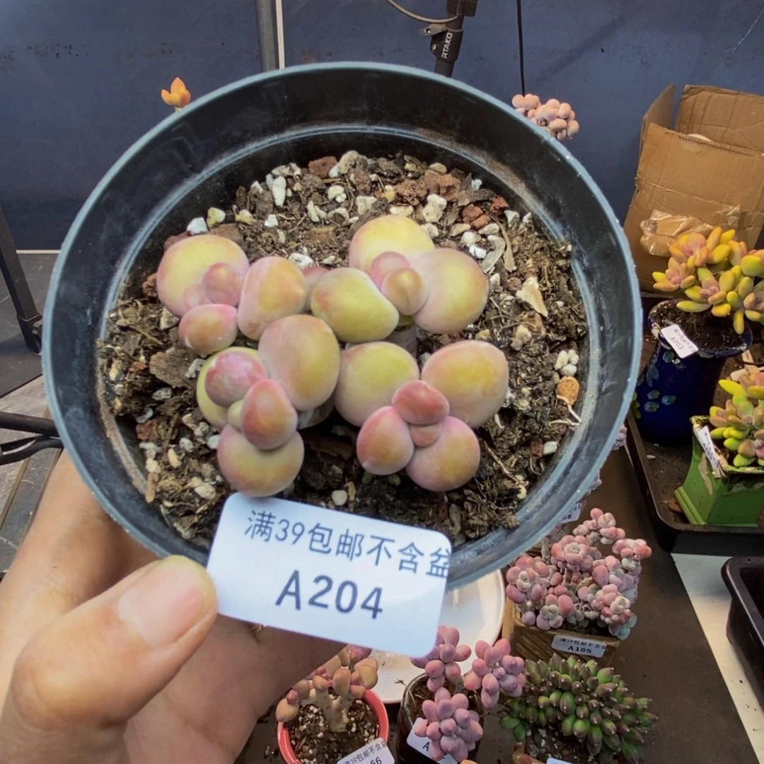 204芒果奶kk奶多肉5c m