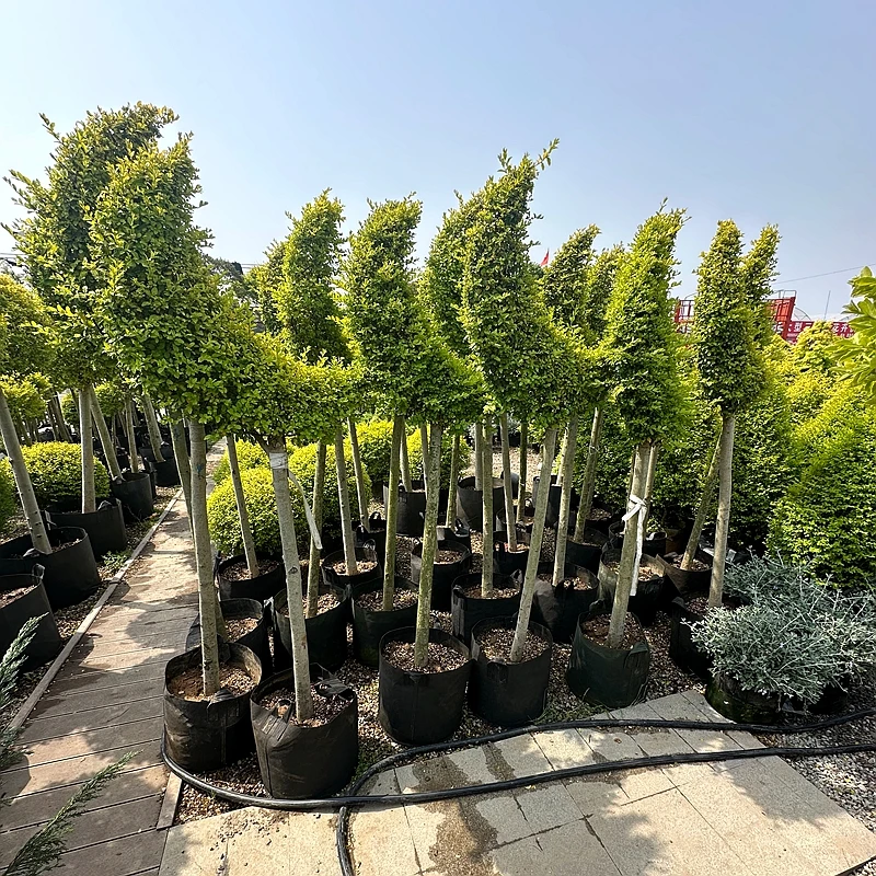 亮晶女贞造型树高杆月亮女贞造型花镜造景植物庭院公园耐寒植物