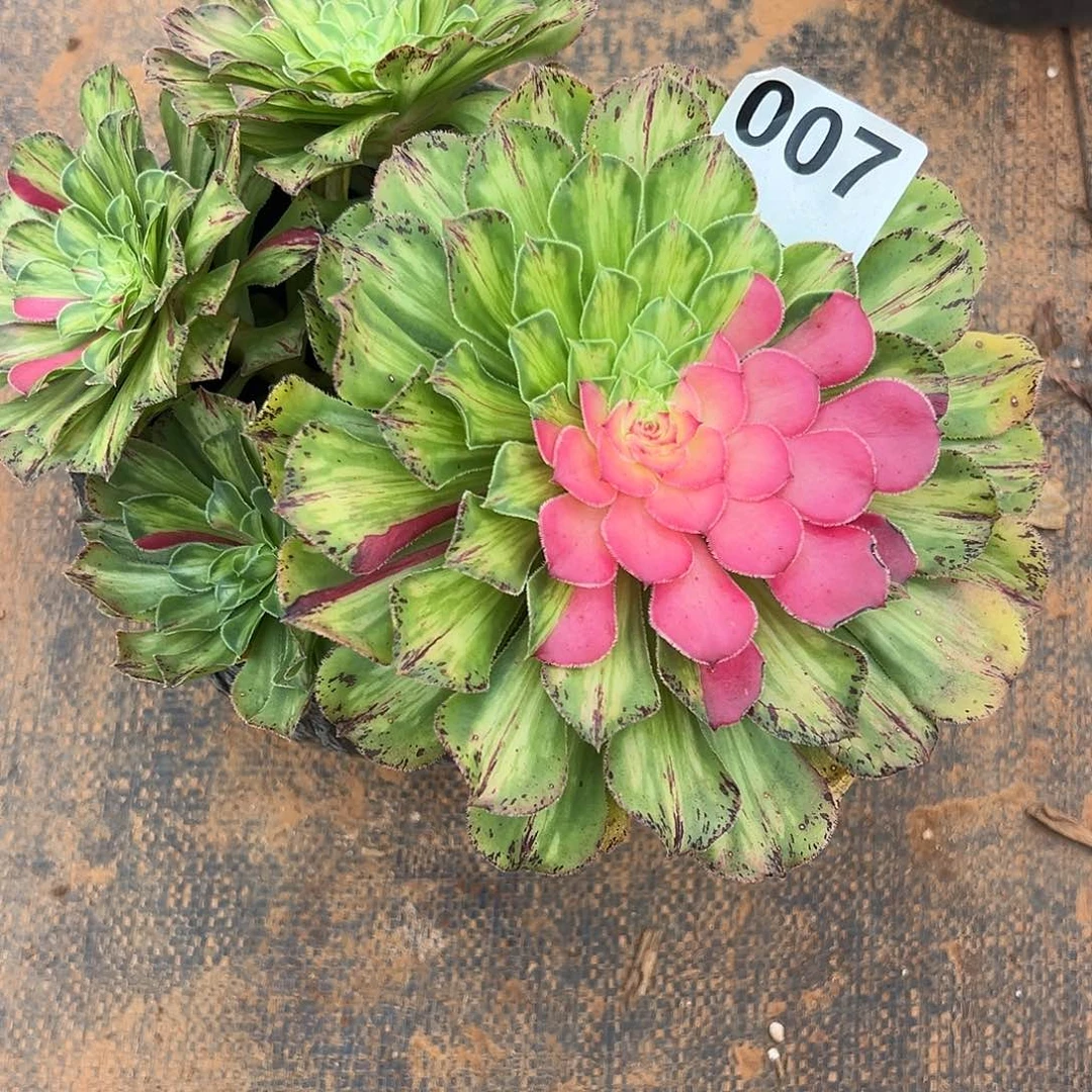 精品多肉植物知否007知否