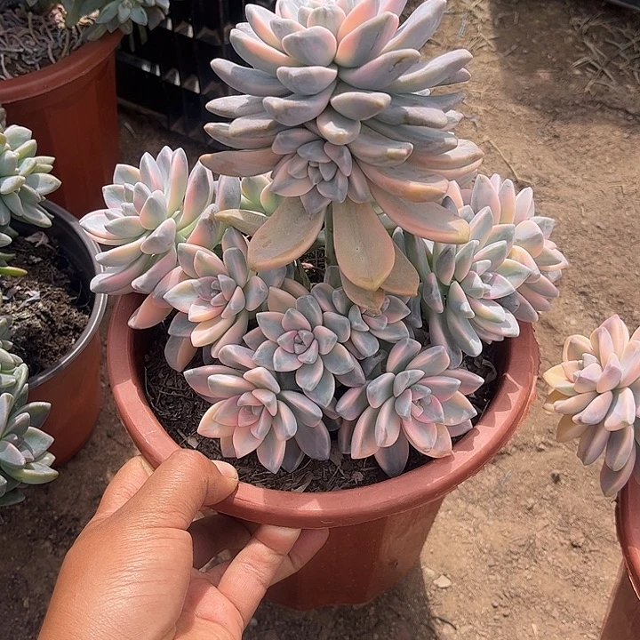 @***萝淡雪锦，一物一拍。