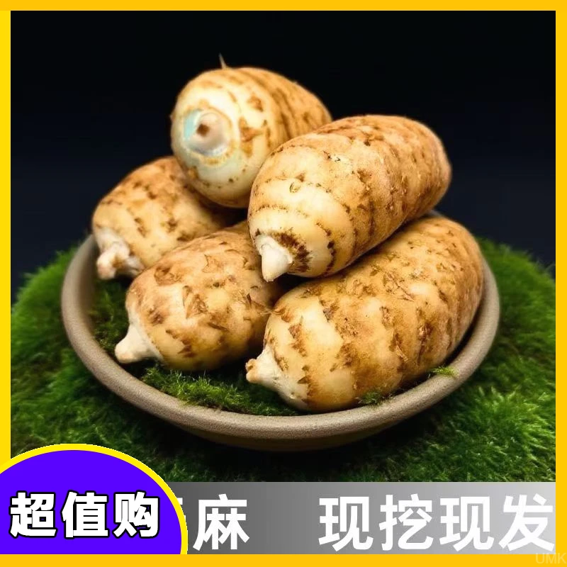 2025云南新鲜天麻源自昭通高山小草坝种植新鲜自然生长新鲜乌天麻