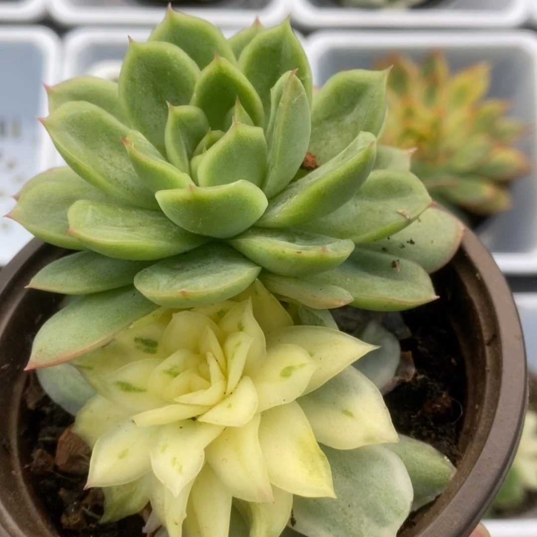 366杂锦锦锦锦锦锦