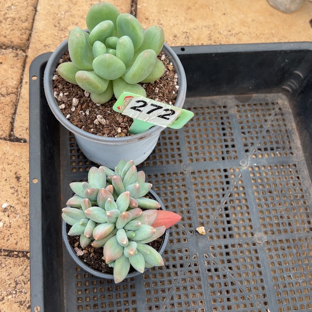 芊***1冰墩墩加戴蒙德272。
