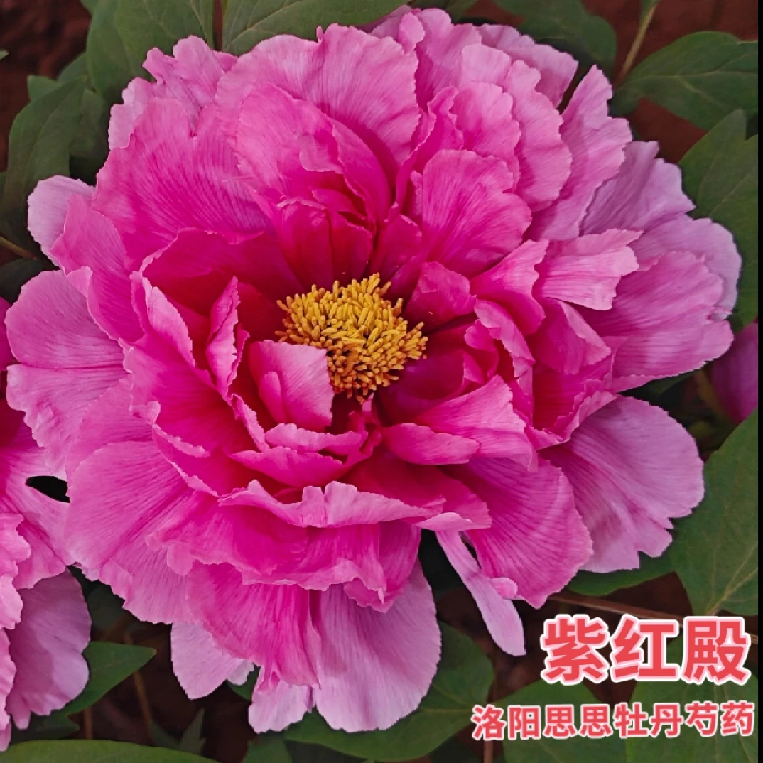 洛阳牡丹【紫红殿】紫红色系牡丹基地直发