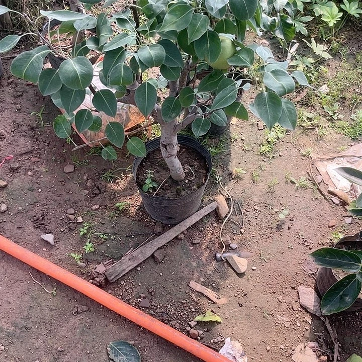一物一拍盆栽植物花卉盆栽