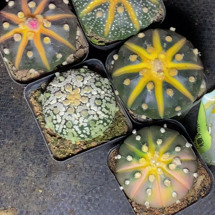星球5颗 包邮  包邮