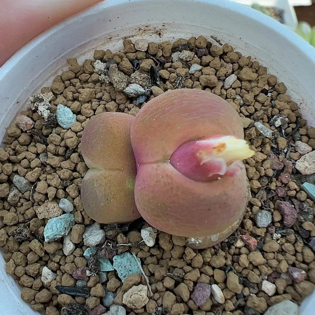 277毛汉尼带盆土发货