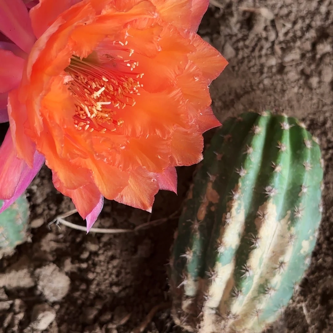 101 毛花柱温柔色瑕