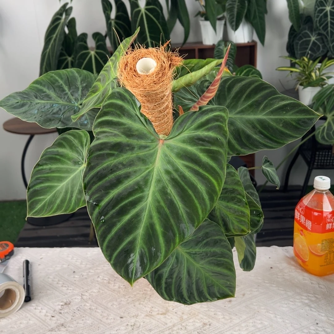 完全开放三头荷兰荧光