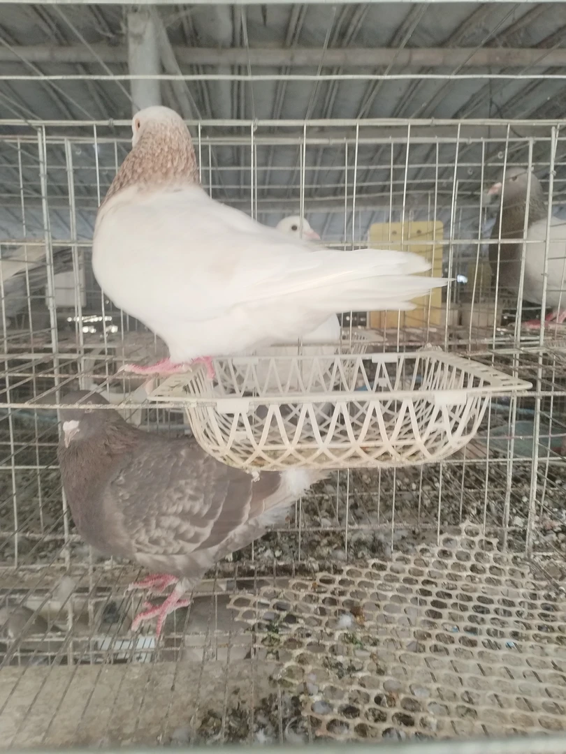 特价处理直播间鸽子专属链接