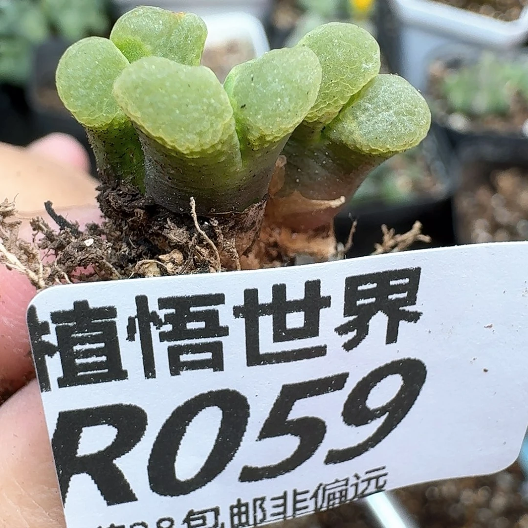 多肉植物的润泽额f