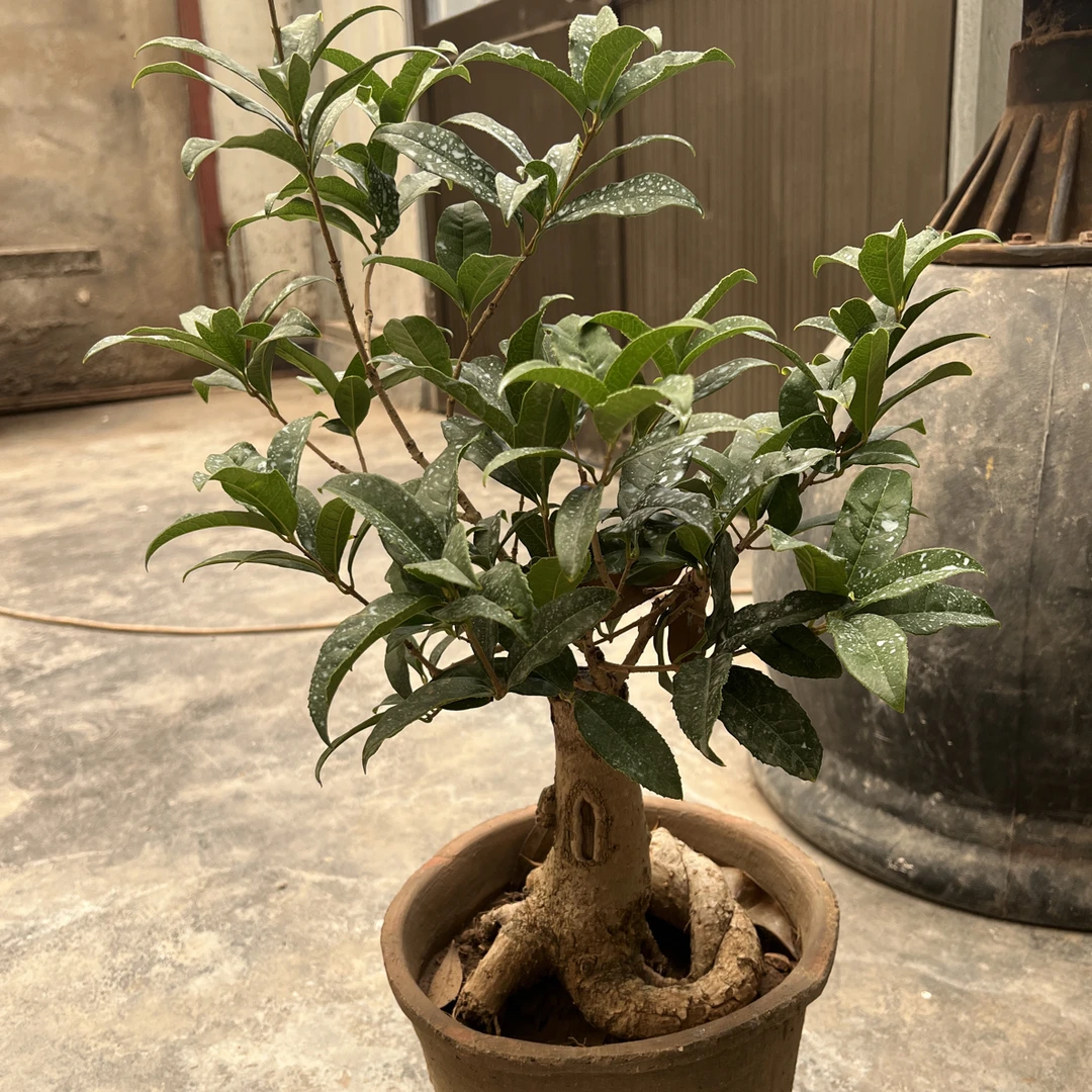 易活桂花盆栽造型苗木绿植室内阳台四季可养盆景老桩