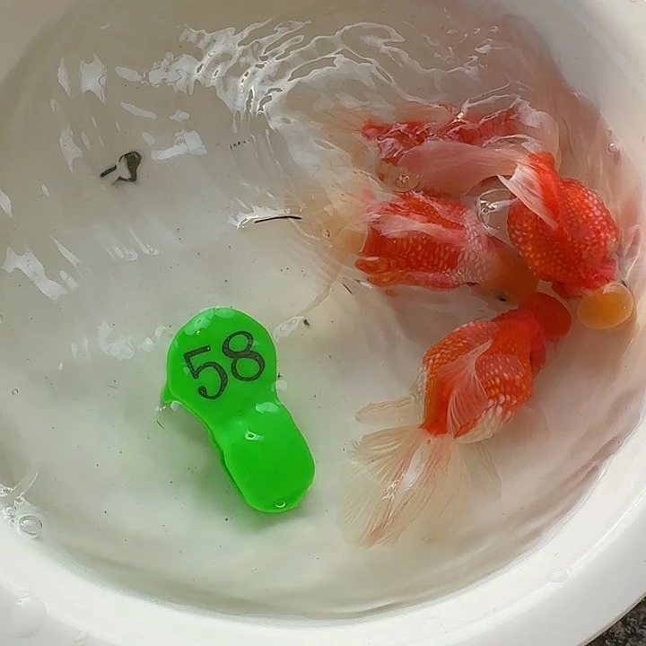 金鱼包邮包活到家