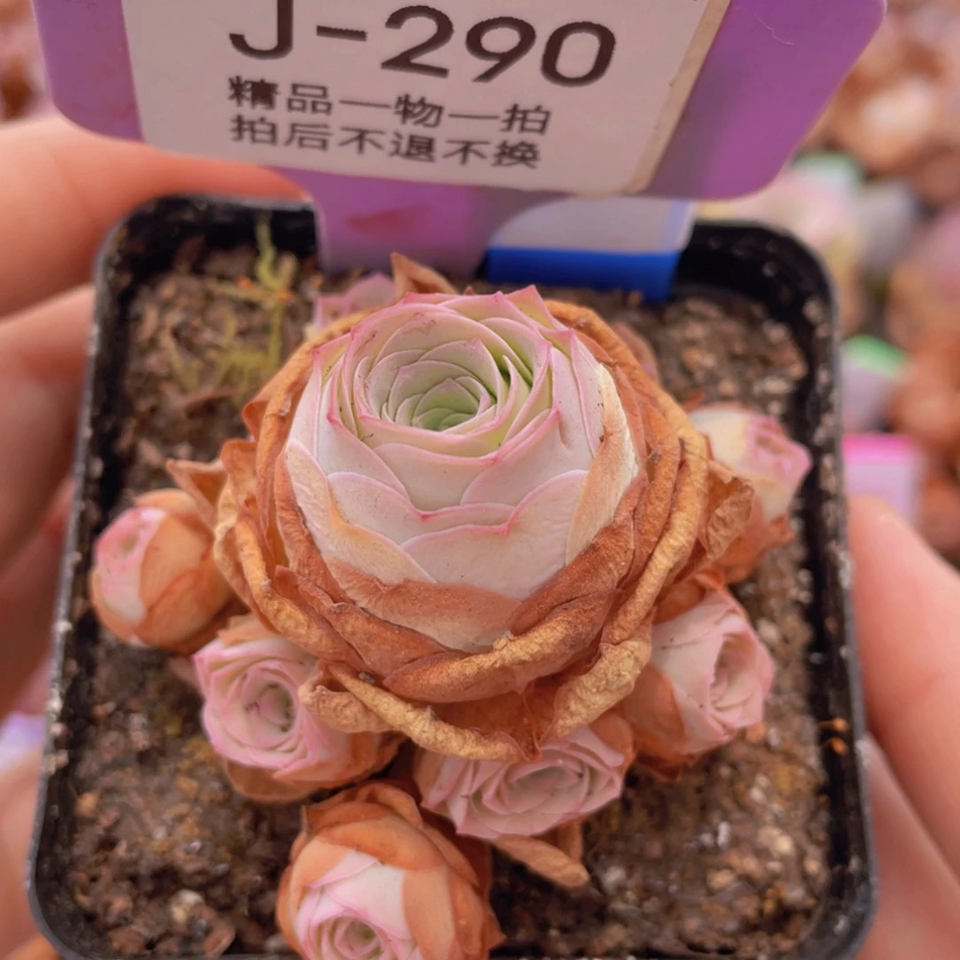 山地玫瑰星野J290
